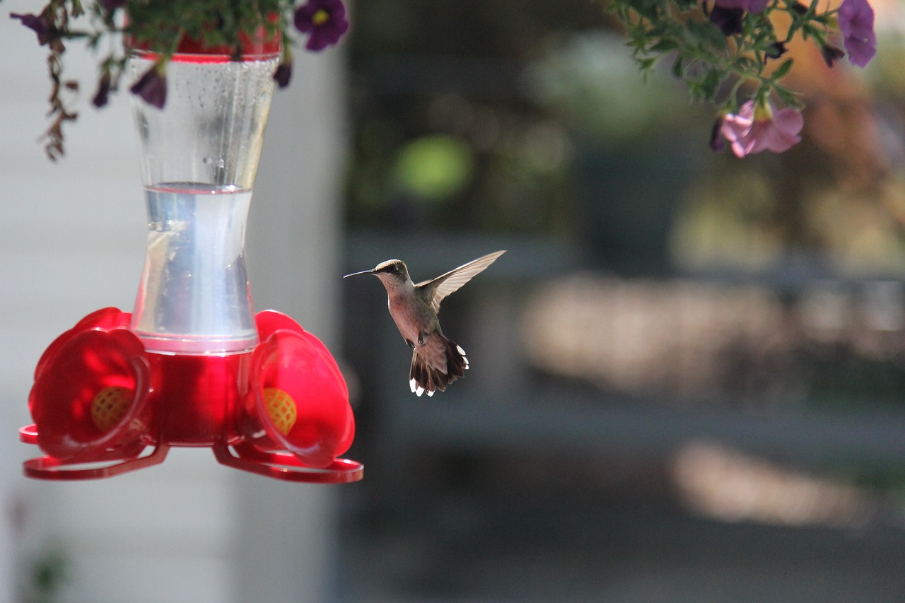 4 Easy-to-Make Bird Feeders Using Recycled Materials